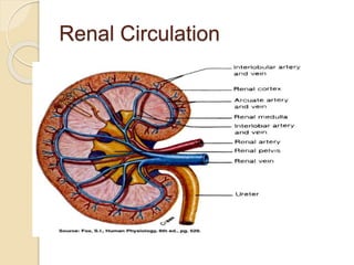 Renal Circulation
 
