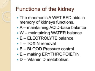 Functions of the kidney
 The mnemonic A WET BED aids in
memory of kidneys functions.
 A – maintaining ACID-base balance
 W – maintaining WATER balance
 E – ELECTROLYTE balance
 T – TOXIN removal
 B – BLOOD Pressure control
 E – making ERYTHROPOIETIN
 D – Vitamin D metabolism.
 