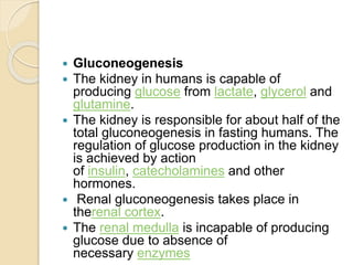  Gluconeogenesis
 The kidney in humans is capable of
producing glucose from lactate, glycerol and
glutamine.
 The kidney is responsible for about half of the
total gluconeogenesis in fasting humans. The
regulation of glucose production in the kidney
is achieved by action
of insulin, catecholamines and other
hormones.
 Renal gluconeogenesis takes place in
therenal cortex.
 The renal medulla is incapable of producing
glucose due to absence of
necessary enzymes
 