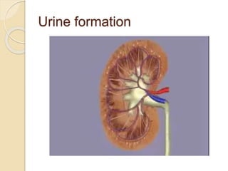 Urine formation
 