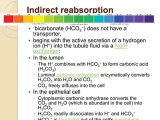 Indirect reabsorption
 bicarbonate (HCO3
−) does not have a
transporter,
 begins with the active secretion of a hydrogen
ion (H+) into the tubule fluid via a Na/H
exchanger:
 In the lumen
◦ The H+ combines with HCO3
− to form carbonic acid
(H2CO3)
◦ Luminal carbonic anhydrase enzymatically converts
H2CO3 into H2O and CO2
◦ CO2 freely diffuses into the cell
 In the epithelial cell
◦ Cytoplasmic carbonic anhydrase converts the
CO2 and H2O (which is abundant in the cell) into
H2CO3
◦ H2CO3 readily dissociates into H+ and HCO3
−
−
 