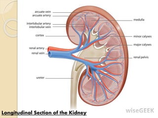 Longitudinal Section of the Kidney
 