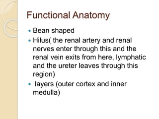 Functional Anatomy
 Bean shaped
 Hilus( the renal artery and renal
nerves enter through this and the
renal vein exits from here, lymphatic
and the ureter leaves through this
region)
 layers (outer cortex and inner
medulla)
 
