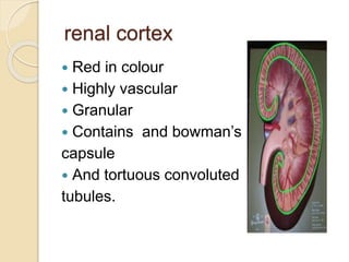 renal cortex
 Red in colour
 Highly vascular
 Granular
 Contains and bowman’s
capsule
 And tortuous convoluted
tubules.
 