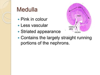 Medulla
 Pink in colour
 Less vascular
 Striated appearance
 Contains the largely straight running
portions of the nephrons.
 