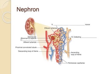 Nephron
 