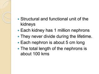  Structural and functional unit of the
kidneys
 Each kidney has 1 million nephrons
 They never divide during the lifetime.
 Each nephron is about 5 cm long
 The total length of the nephrons is
about 100 kms
 