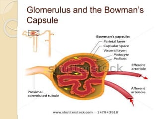 Glomerulus and the Bowman’s
Capsule
 