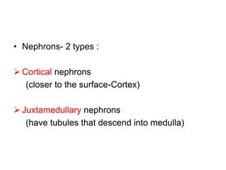 • Nephrons- 2 types :
 Cortical nephrons
(closer to the surface-Cortex)
 Juxtamedullary nephrons
(have tubules that descend into medulla)
 