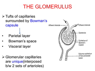 THE GLOMERULUS
 Tufts of capillaries
surrounded by Bowman’s
capsule
• Parietal layer
• Bowman’s space
• Visceral layer
 Glomerular capillaries
are unique(interposed
b/w 2 sets of arterioles)
 