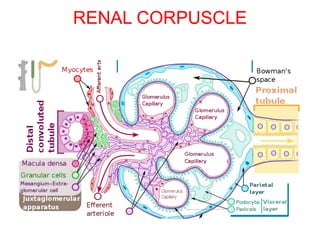 RENAL CORPUSCLE
 