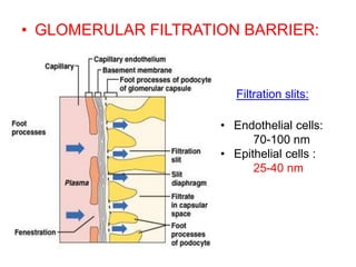 • GLOMERULAR FILTRATION BARRIER:
Filtration slits:
• Endothelial cells:
70-100 nm
• Epithelial cells :
25-40 nm
 