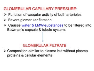 GLOMERULAR CAPILLARY PRESSURE:
 Function of vascular activity of both arterioles
 Favors glomerular filtration
 Causes water & LMW-substances to be filtered into
Bowman’s capsule & tubule system.
GLOMERULAR FILTRATE
 Composition-similar to plasma but without plasma
proteins & cellular elements
 