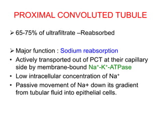 PROXIMAL CONVOLUTED TUBULE
 65-75% of ultrafiltrate –Reabsorbed
 Major function : Sodium reabsorption
• Actively transported out of PCT at their capillary
side by membrane-bound Na+-K+-ATPase
• Low intracellular concentration of Na+
• Passive movement of Na+ down its gradient
from tubular fluid into epithelial cells.
 
