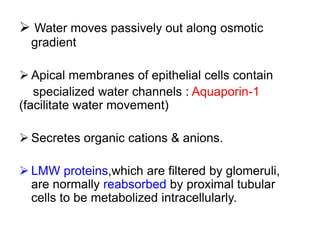  Water moves passively out along osmotic
gradient
 Apical membranes of epithelial cells contain
specialized water channels : Aquaporin-1
(facilitate water movement)
 Secretes organic cations & anions.
 LMW proteins,which are filtered by glomeruli,
are normally reabsorbed by proximal tubular
cells to be metabolized intracellularly.
 