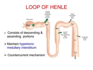 LOOP OF HENLE
 Consists of descending &
ascending portions
Maintain hypertonic
medullary interstitium
 Countercurrent mechanism
 