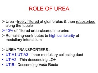 ROLE OF UREA
 Urea –freely filtered at glomerulus & then reabsorbed
along the tubule
 40% of filtered urea-cleared into urine
 Remaining-contributes to high osmolarity of
medullary interstitium
 UREA TRANSPORTERS :
• UT-A1,UT-A3 : Inner medullary collecting duct
• UT-A2 : Thin descending LOH
• UT-B : Descending Vasa Recta
 