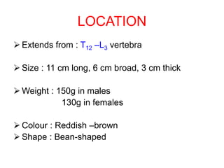 LOCATION
 Extends from : T12 –L3 vertebra
 Size : 11 cm long, 6 cm broad, 3 cm thick
 Weight : 150g in males
130g in females
 Colour : Reddish –brown
 Shape : Bean-shaped
 