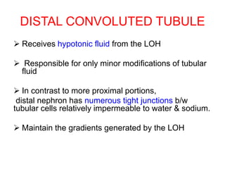 DISTAL CONVOLUTED TUBULE
 Receives hypotonic fluid from the LOH
 Responsible for only minor modifications of tubular
fluid
 In contrast to more proximal portions,
distal nephron has numerous tight junctions b/w
tubular cells relatively impermeable to water & sodium.
 Maintain the gradients generated by the LOH
 