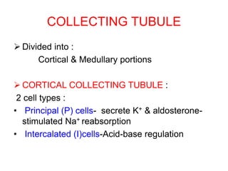 COLLECTING TUBULE
 Divided into :
Cortical & Medullary portions
 CORTICAL COLLECTING TUBULE :
2 cell types :
• Principal (P) cells- secrete K+ & aldosterone-
stimulated Na+ reabsorption
• Intercalated (I)cells-Acid-base regulation
 
