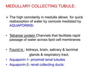 MEDULLARY COLLECTING TUBULE:
 The high osmolarity in medulla allows for quick
reabsorption of water by osmosis mediated by
AQUAPORINS:
• Tetramer protein Channels that facilitate rapid
passage of water across lipid cell membranes
• Found in : kidneys, brain, salivary & lacrimal
glands & respiratory tract.
• Aquaporin-1- proximal renal tubules
• Aquaporin-2- renal collecting ducts.
 