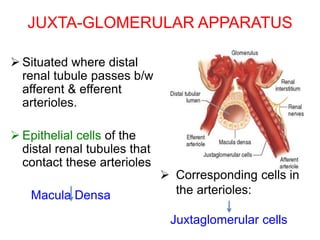 JUXTA-GLOMERULAR APPARATUS
 Situated where distal
renal tubule passes b/w
afferent & efferent
arterioles.
 Epithelial cells of the
distal renal tubules that
contact these arterioles
Macula Densa
 Corresponding cells in
the arterioles:
Juxtaglomerular cells
 