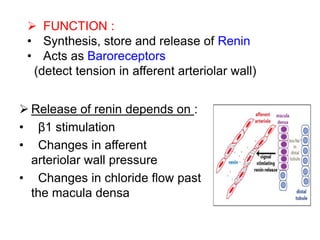  Release of renin depends on :
• β1 stimulation
• Changes in afferent
arteriolar wall pressure
• Changes in chloride flow past
the macula densa
 FUNCTION :
• Synthesis, store and release of Renin
• Acts as Baroreceptors
(detect tension in afferent arteriolar wall)
 