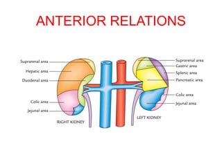 ANTERIOR RELATIONS
 