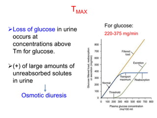 For glucose:
220-375 mg/min
Loss of glucose in urine
occurs at
concentrations above
Tm for glucose.
(+) of large amounts of
unreabsorbed solutes
in urine
Osmotic diuresis
TMAX
 