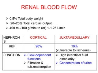 RENAL BLOOD FLOW
 0.5% Total body weight
 20–25% Total cardiac output.
 400 mL/100 g/minute (or) 1-1.25 L/min
NEPHRON
S
CORTICAL JUXTAMEDULLARY
RBF 90% 10%
(vulnerable to ischemia)
FUNCTION  Flow-dependent
functions
 Filtration &
tub.reabsorption
 High interstitial fluid
osmolarity
 Concentration of urine
 