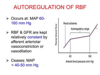 AUTOREGULATION OF RBF
 Occurs at: MAP 60-
160 mm Hg
 RBF & GFR are kept
relatively constant by
afferent arteriolar
vasoconstriction or
vasodilation
 Ceases: MAP
< 40-50 mm Hg
 