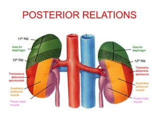POSTERIOR RELATIONS
 