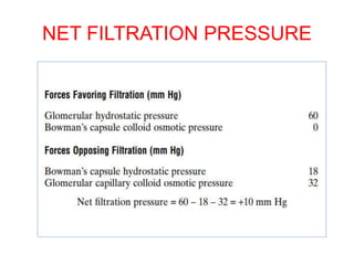 NET FILTRATION PRESSURE
 