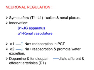 NEURONAL REGULATION :
 Sym.outflow (T4–L1) –celiac & renal plexus.
 Innervation:
β1-JG apparatus
α1-Renal vasculature
 α1 Na+ reabsorption in PCT
 α2 Na+ reabsorption & promote water
excretion.
 Dopamine & fenoldopam dilate afferent &
efferent arterioles (D1)
 