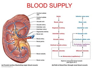 BLOOD SUPPLY
 