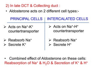 2) In late DCT & Collecting duct :
• Aldosterone acts on 2 different cell types:-
PRINCIPAL CELLS INTERCALATED CELLS
 Reabsorb Na+
 Secrete K+
 Reabsorb Na+
 Secrete H+
 Acts on Na+-K+
countertransporter
 Acts on Na+-H+
countertransporter
• Combined effect of Aldosterone on these cells:
Reabsorption of Na+ & H2O & Secretion of K+ & H+
 
