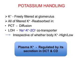 POTASSIUM HANDLING
 K+ - Freely filtered at glomerulus
 All of filtered K+ -Reabsorbed in:
• PCT - Diffusion
• LOH - Na+-K+-2Cl- co-transporter
Irrespective of whether body K+ -High/Low
Plasma K+ - Regulated by its
secretion in DCT & CD
 