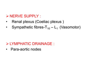  NERVE SUPPLY :
• Renal plexus (Coeliac plexus )
• Sympathetic fibres-T10 – L1 (Vasomotor)
 LYMPHATIC DRAINAGE :
• Para-aortic nodes
 
