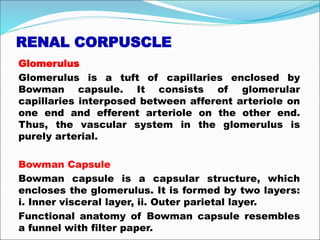 RENAL CORPUSCLE
Glomerulus
Glomerulus is a tuft of capillaries enclosed by
Bowman capsule. It consists of glomerular
capillaries interposed between afferent arteriole on
one end and efferent arteriole on the other end.
Thus, the vascular system in the glomerulus is
purely arterial.
Bowman Capsule
Bowman capsule is a capsular structure, which
encloses the glomerulus. It is formed by two layers:
i. Inner visceral layer, ii. Outer parietal layer.
Functional anatomy of Bowman capsule resembles
a funnel with filter paper.
 