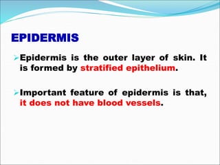EPIDERMIS
Epidermis is the outer layer of skin. It
is formed by stratified epithelium.
Important feature of epidermis is that,
it does not have blood vessels.
 