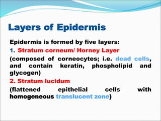 Layers of Epidermis
Epidermis is formed by five layers:
1. Stratum corneum/ Horney Layer
(composed of corneocytes; i.e. dead cells,
and contain keratin, phospholipid and
glycogen)
2. Stratum lucidum
(flattened epithelial cells with
homogeneous translucent zone)
 