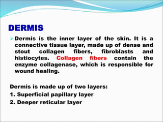 DERMIS
Dermis is the inner layer of the skin. It is a
connective tissue layer, made up of dense and
stout collagen fibers, fibroblasts and
histiocytes. Collagen fibers contain the
enzyme collagenase, which is responsible for
wound healing.
Dermis is made up of two layers:
1. Superficial papillary layer
2. Deeper reticular layer
 