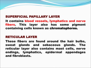 SUPERFICIAL PAPILLARY LAYER
It contains blood vessels, lymphatics and nerve
fibers. This layer also has some pigment
containing cells known as chromatophores.
RETICULAR LAYER
These fibers are found around the hair bulbs,
sweat glands and sebaceous glands. The
reticular layer also contains mast cells, nerve
endings, lymphatics, epidermal appendages
and fibroblasts.
 