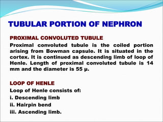 TUBULAR PORTION OF NEPHRON
PROXIMAL CONVOLUTED TUBULE
Proximal convoluted tubule is the coiled portion
arising from Bowman capsule. It is situated in the
cortex. It is continued as descending limb of loop of
Henle. Length of proximal convoluted tubule is 14
mm and the diameter is 55 μ.
LOOP OF HENLE
Loop of Henle consists of:
i. Descending limb
ii. Hairpin bend
iii. Ascending limb.
 