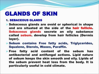 GLANDS OF SKIN
1. SEBACEOUS GLANDS
 Sebaceous glands are ovoid or spherical in shape
and are situated at the side of the hair follicle.
Sebaceous glands secrete an oily substance
called sebum. develop from hair follicles (Dermis
layer).
 Sebum contains Free fatty acids, Triglycerides,
Squalene, Sterols, Waxes, Paraffin.
 Free fatty acid content of the sebum has
antibacterial and antifungal actions. Lipid nature
of sebum keeps the skin smooth and oily. Lipids of
the sebum prevent heat loss from the body. It is
particularly useful in cold climate.
 