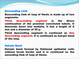 Descending Limb
Descending limb of loop of Henle is made up of two
segments:
Thick descending segment is the direct
continuation of the proximal convoluted tubule. It
descends down into medulla. It has a length of 6
mm and a diameter of 55 μ.
Thick descending segment is continued as thin
descending segment. It is continued as hairpin bend
of the loop.
Hairpin Bend
Hairpin bend formed by flattened epithelial cells
without brush border and it is continued as the
ascending limb of loop of Henle.
 