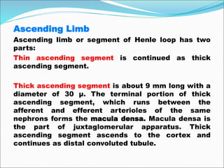 Ascending Limb
Ascending limb or segment of Henle loop has two
parts:
Thin ascending segment is continued as thick
ascending segment.
Thick ascending segment is about 9 mm long with a
diameter of 30 μ. The terminal portion of thick
ascending segment, which runs between the
afferent and efferent arterioles of the same
nephrons forms the macula densa. Macula densa is
the part of juxtaglomerular apparatus. Thick
ascending segment ascends to the cortex and
continues as distal convoluted tubule.
 