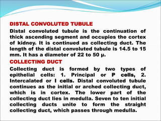 DISTAL CONVOLUTED TUBULE
Distal convoluted tubule is the continuation of
thick ascending segment and occupies the cortex
of kidney. It is continued as collecting duct. The
length of the distal convoluted tubule is 14.5 to 15
mm. It has a diameter of 22 to 50 μ.
COLLECTING DUCT
Collecting duct is formed by two types of
epithelial cells: 1. Principal or P cells, 2.
Intercalated or I cells. Distal convoluted tubule
continues as the initial or arched collecting duct,
which is in cortex. The lower part of the
collecting duct lies in medulla. Seven to ten initial
collecting ducts unite to form the straight
collecting duct, which passes through medulla.
 