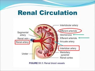 Renal Circulation
 