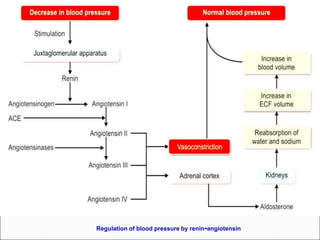Regulation of blood pressure by renin-angiotensin
 